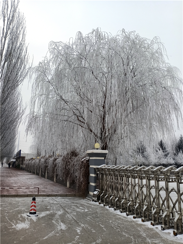 2019年冬雪(摄影：财务部，柴薪科，工号N14246).jpg